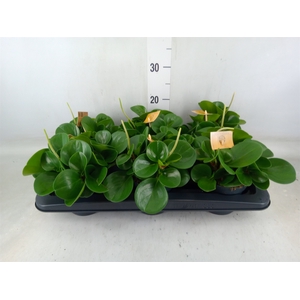 Peperomia obt. 'Green Gold'