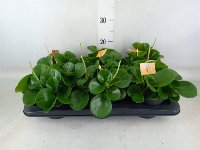 <h4>Peperomia obt. 'Green Gold'</h4>