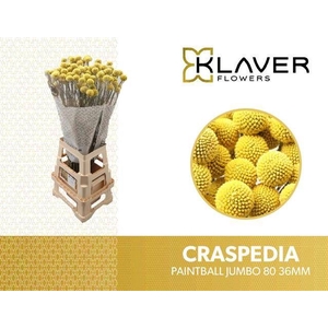Craspedia Paintball Jumbo Klaver