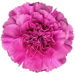 <h4>DIAN.ST. Farida</h4>