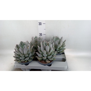 Pachyphytum  'Draco'