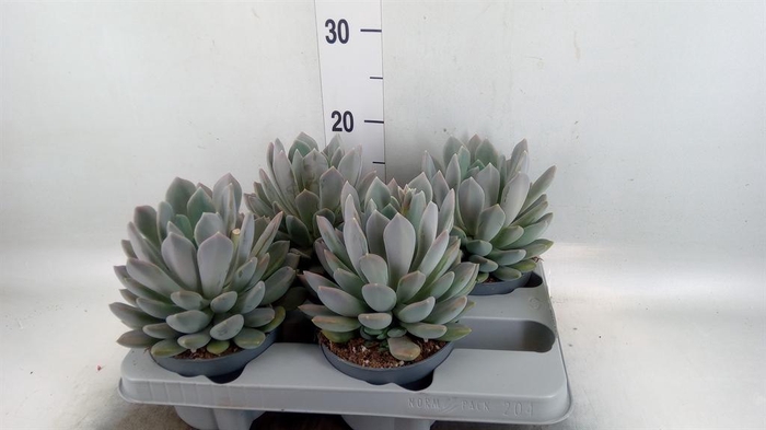 <h4>Pachyphytum 'Draco'</h4>