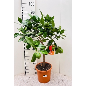 Citrus limone Lemon-Rossa on stem