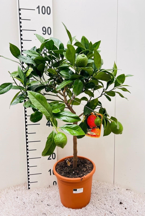 <h4>Citrus limone Lemon-Rossa on stem</h4>