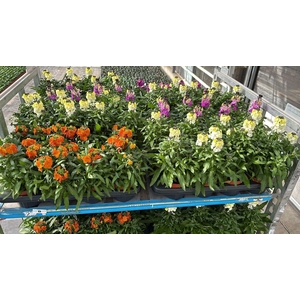 Erys Mixk 1 Kleur Per Tray