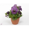 Viola wr. 'Delta Purple Surprise'