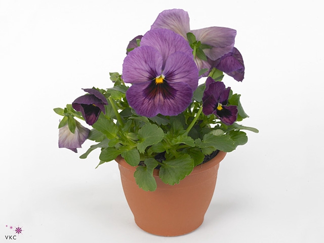 Viola wr. 'Delta Purple Surprise'