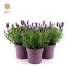 Lavandula Anouk