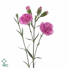 <h4>DI TR LILAC MELISSA</h4>