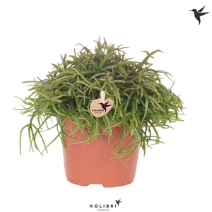 Kolibri Greens Rhipsalis Cassutha Oasis