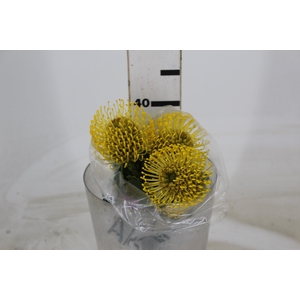 PROTEA HIGH GOLD 040 CM