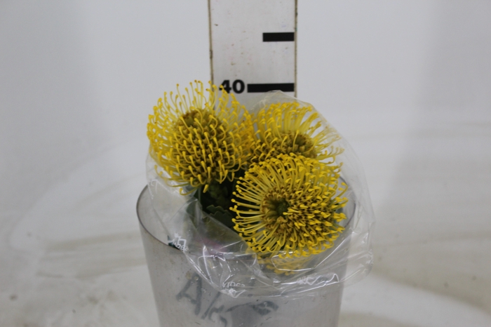 <h4>PROTEA HIGH GOLD 040 CM</h4>