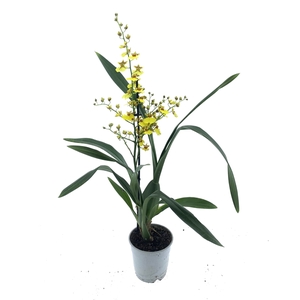 Oncidium 1-tak (lang)