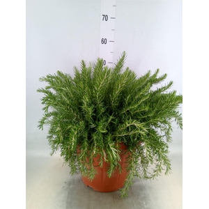 Rosmarinus offi. 'Prostratus'