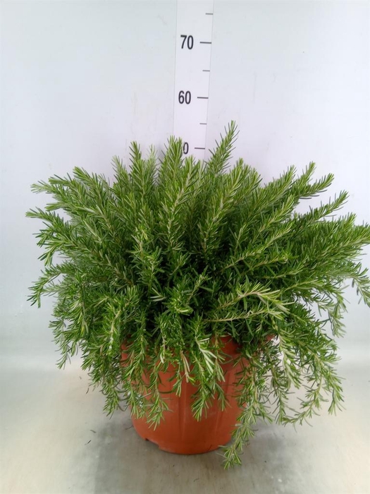 Rosmarinus offi. 'Prostratus'