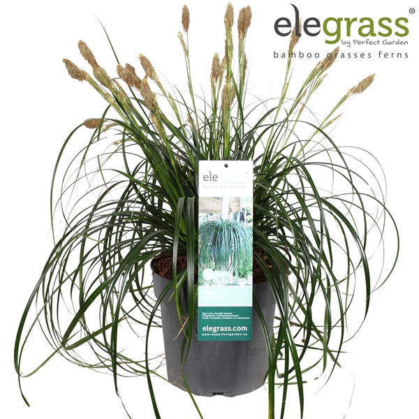 <h4>Carex 'Ribbon Falls' P23</h4>