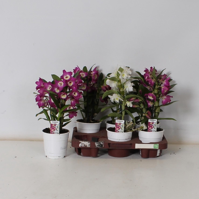 <h4>DENDR N GEM</h4>