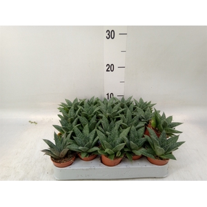 Gasteria