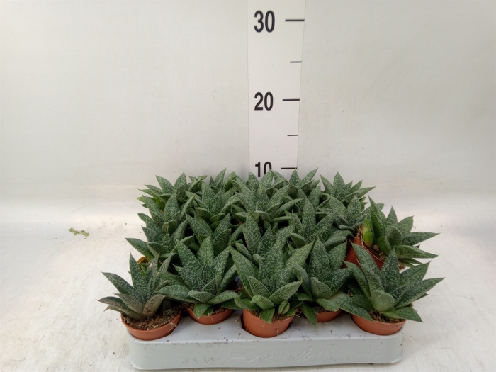 <h4>Gasteria</h4>