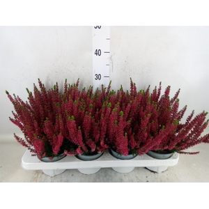 Calluna vulg. 'Beauty L Steffi'