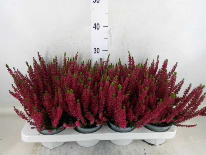 <h4>Calluna vulg. 'Beauty L Steffi'</h4>