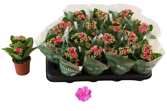 <h4>KAL GE NANDO PINK</h4>