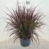 Pennisetum setaceum Rubrum