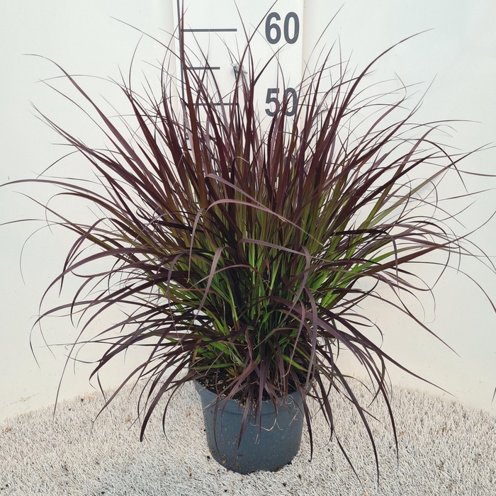 Pennisetum setaceum Rubrum