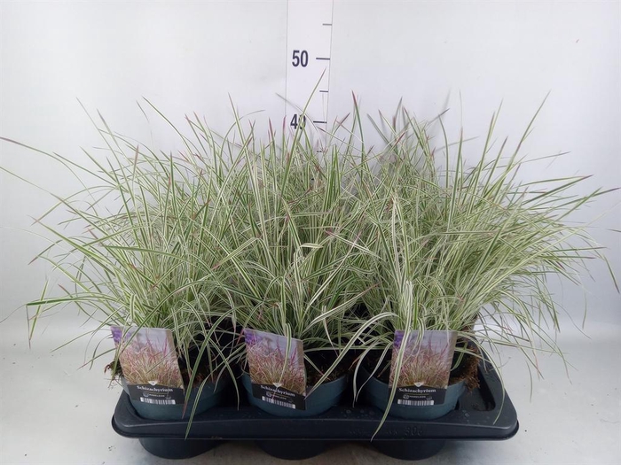 <h4>VASTE PLTN   ...       [PERENNIALS]</h4>