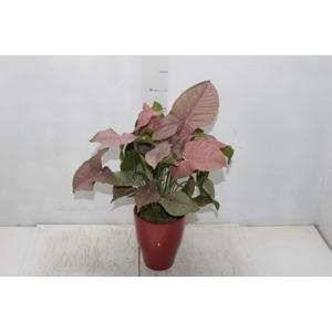 COQ. PLANTAS ORN. T4