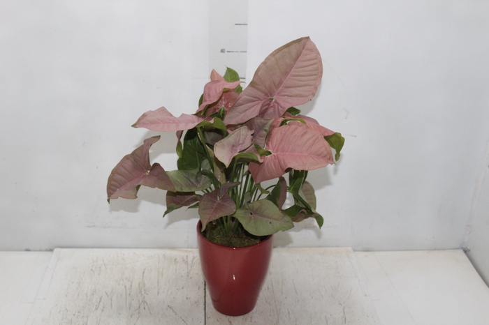 <h4>COQ. PLANTAS ORN. T4</h4>