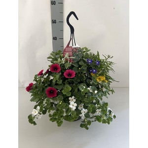 OVERIGE HANGPLANTEN