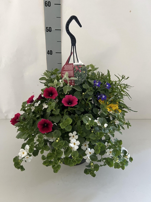 <h4>OVERIGE HANGPLANTEN</h4>