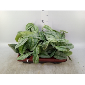 Scindapsus pictus 'Trebie'