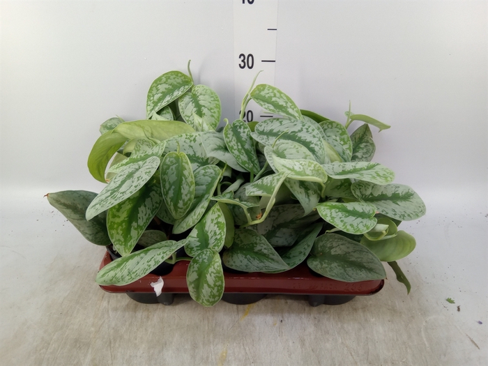 <h4>Scindapsus pictus 'Trebie'</h4>
