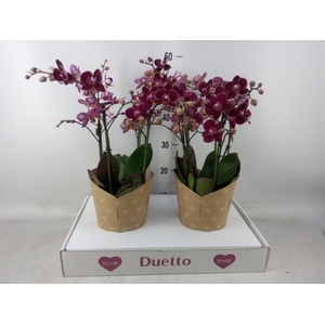 Phalaenopsis multi. 'Ant Cartagena'