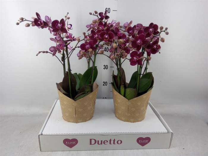 <h4>Phalaenopsis multi. 'Ant Cartagena'</h4>