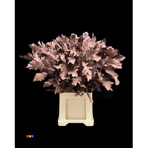 Eikeblad Choco Brown 80cm