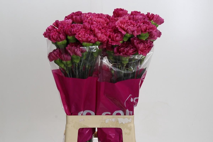 <h4>Dianthus St Bernard</h4>