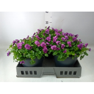 Viola corn. 'Patiola Tangarine'