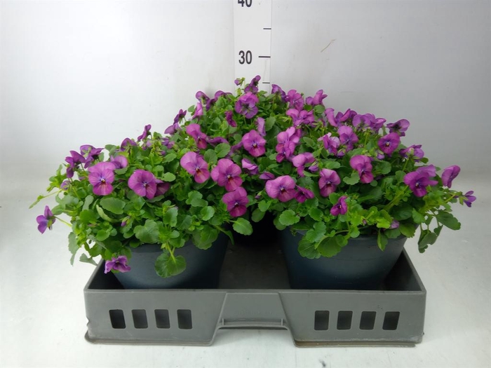 <h4>Viola corn. 'Patiola Tangarine'</h4>