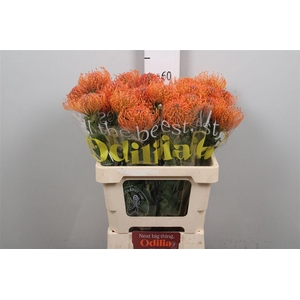 Leuco Ayoba Mandarin Zest