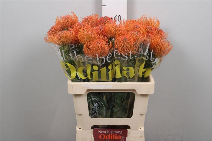 <h4>Leuco Ayoba Mandarin Zest</h4>