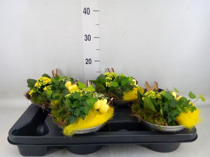 <h4>Arr. Pasen L%</h4>