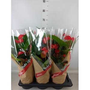 Anthurium andr. 'Red Bull'