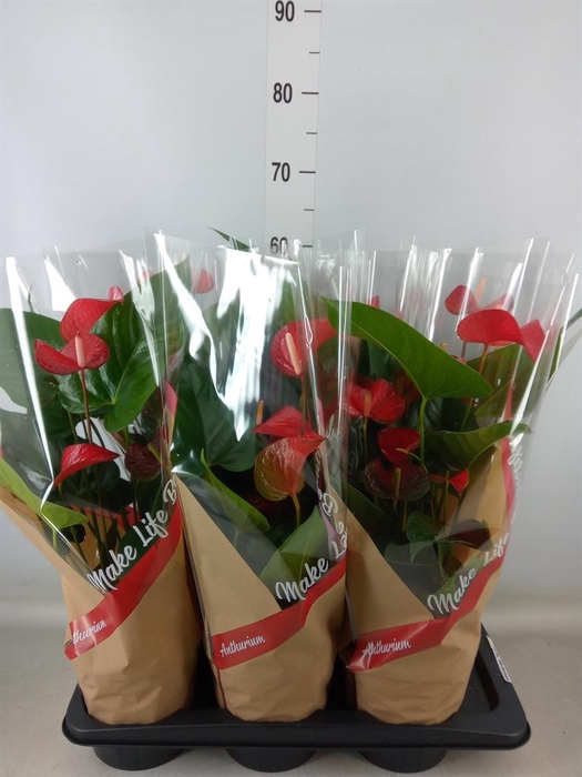 <h4>Anthurium andr. 'Red Bull'</h4>