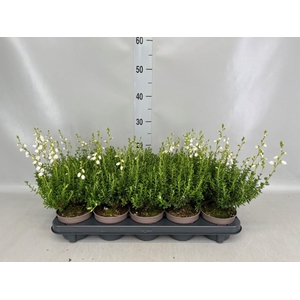 Daboecia cantabrica f. alba