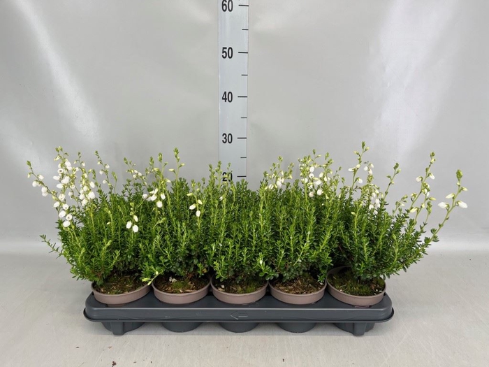 <h4>Daboecia cantabrica f. alba</h4>