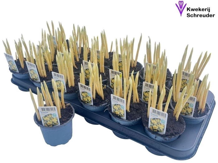 <h4>CROCUS OV IN POT</h4>