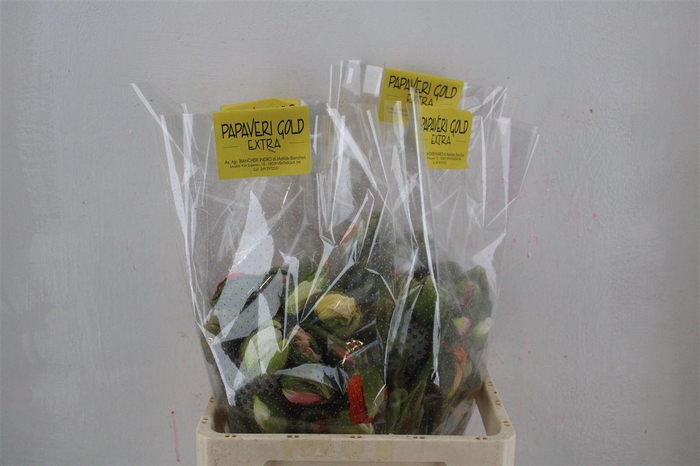 <h4>Papaver Mixed Extra P Stem</h4>